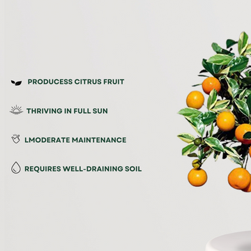 Orange fruit tree plant